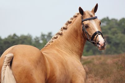 Palomino Horses